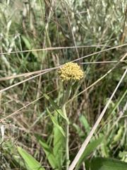 Helichrysum nudifolium