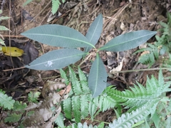 Ardisia sieboldii