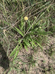 Helichrysum nudifolium