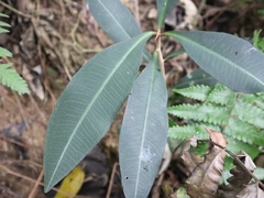 Ardisia sieboldii