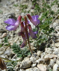 Vicia subvillosa