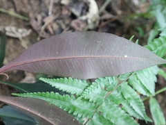 Ardisia sieboldii