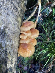 Pholiota microspora