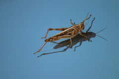 Schistocerca serialis cubense