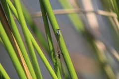 Agriocnemis falcifera
