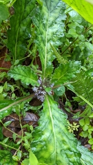 Ajuga taiwanensis
