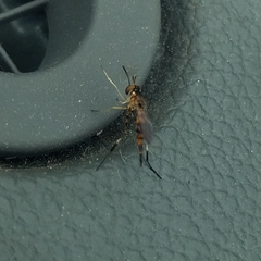 Stylogaster biannulata