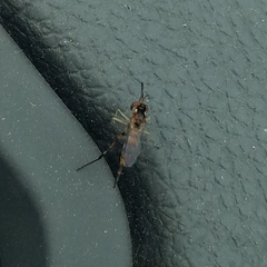 Stylogaster biannulata