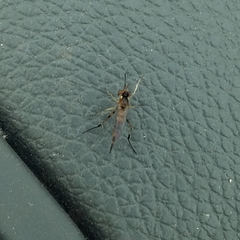 Stylogaster biannulata