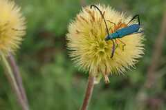 Hypocrites manicatus