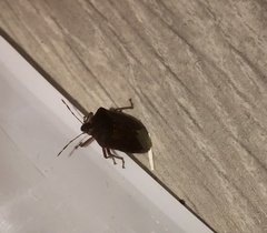 Nezara viridula