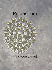 Pediastrum duplex