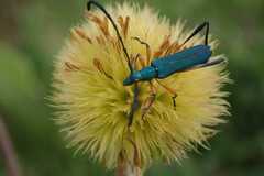 Hypocrites manicatus