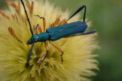 Hypocrites manicatus