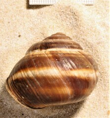 Helix lucorum