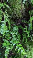 Asplenium pseudolaserpitiifolium