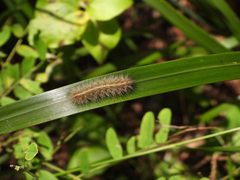 Creatonotos transiens