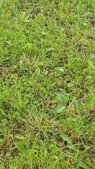 Arisarum