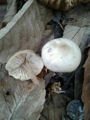Rhodocollybia asema