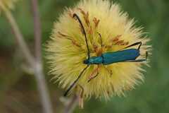 Hypocrites manicatus