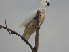 Cacatua galerita fitzroyi