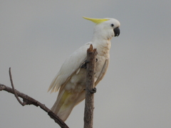 Cacatua galerita fitzroyi