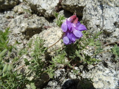 Vicia subvillosa