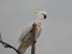 Cacatua galerita fitzroyi