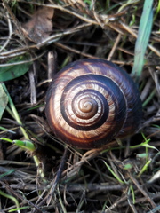 Helix lucorum