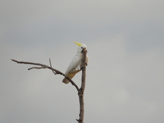 Cacatua galerita fitzroyi