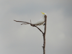 Cacatua galerita fitzroyi
