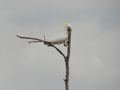 Cacatua galerita fitzroyi