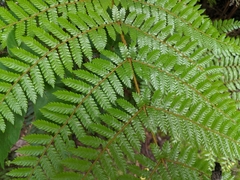 Cyathea smithii