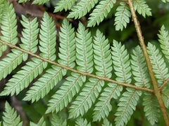 Cyathea smithii