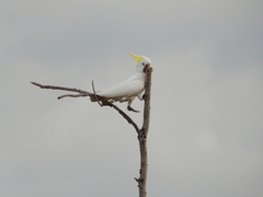 Cacatua galerita fitzroyi