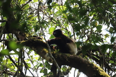 Propithecus edwardsi