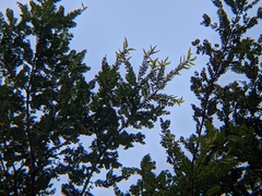 Prumnopitys ferruginea