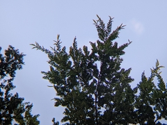 Prumnopitys ferruginea