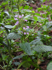 Clinopodium urticifolium