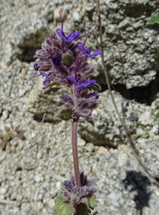 Dracocephalum stamineum