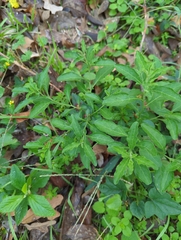 Solanum pseudocapsicum