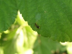 Prenolepis nitens