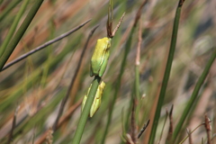 Hyperolius semidiscus