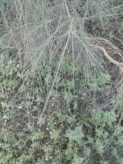 Retama monosperma