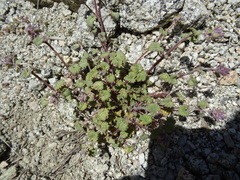 Dracocephalum stamineum