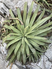 Agave bracteosa