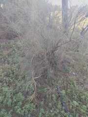 Retama monosperma