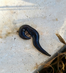 Geoplana arkalabamensis