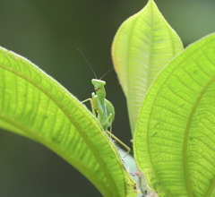 Tarachomantis