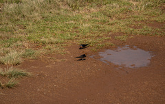 Cecropis cucullata